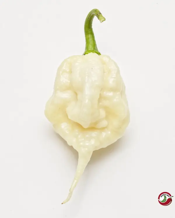 Carolina Reaper, White