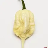 Carolina Reaper, White