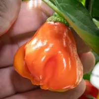 Champion chili pod turning orange, held in hand