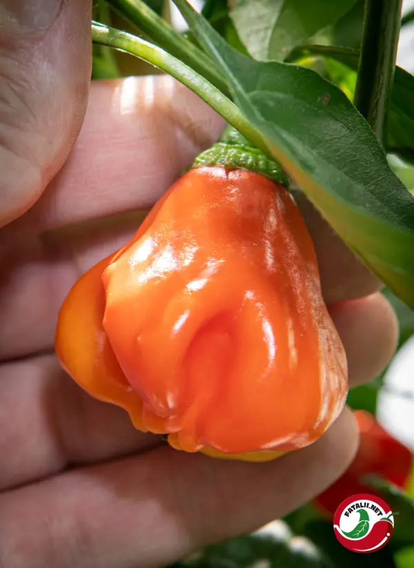 Champion chili pod turning orange, held in hand