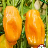 Chicotillo Grueso Orange chili: ripe orange pods hanging on the plant