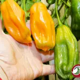 Chicotillo Grueso Orange chili: orange and green pods held in hand on the plant