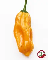 Chicotillo Grueso Orange chili: single ripe orange wrinkled pod