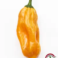 Chicotillo Grueso Orange chili: single ripe orange wrinkled pod