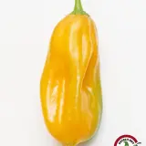 Chicotillo Grueso Orange chili: golden orange pod on white background