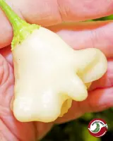 Cream Fantasy chili pod held in hand, cream-white lantern shape