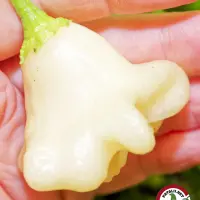 Cream Fantasy chili pod held in hand, cream-white lantern shape