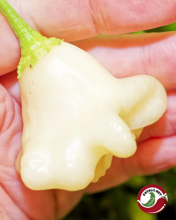 Cream Fantasy chili pod held in hand, cream-white lantern shape