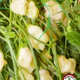 Cream Fantasy chili pods hanging on the plant