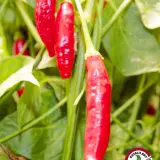 Duke Aji: red pods on the plant