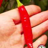 Duke Aji: ripe red pod held in hand
