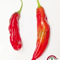 Duke Aji: two ripe red pods