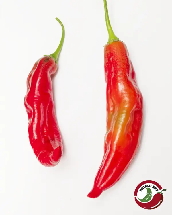 Duke Aji: two ripe red pods