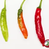 Duke Aji: green, orange and red pods side by side