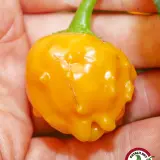 El Oro de Ecuador: wrinkled golden pod held in hand