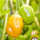 El Oro de Ecuador: ripe and green pods on the plant