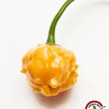 El Oro de Ecuador: single ripe pod with a lobed base