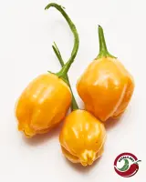 El Oro de Ecuador: three ripe golden pods
