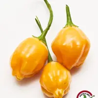 El Oro de Ecuador: three ripe golden pods