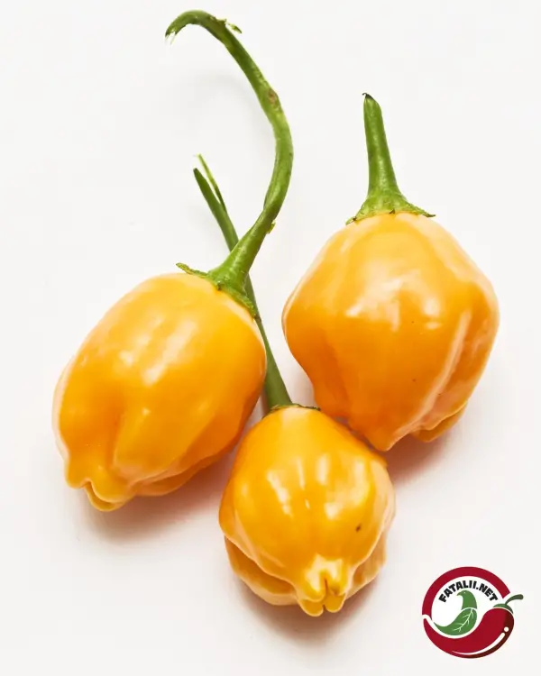 El Oro de Ecuador: three ripe golden pods
