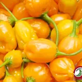 El Oro de Ecuador: a pile of ripe golden pods