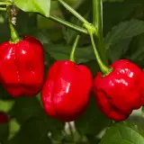 Habanero Mauro Sauro – three ripe red wrinkled pods