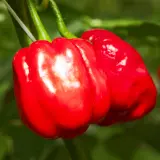 Habanero Mauro Sauro – glossy red pods close up