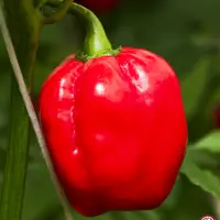 Habanero Mauro Sauro – a single ripe red pod on the plant