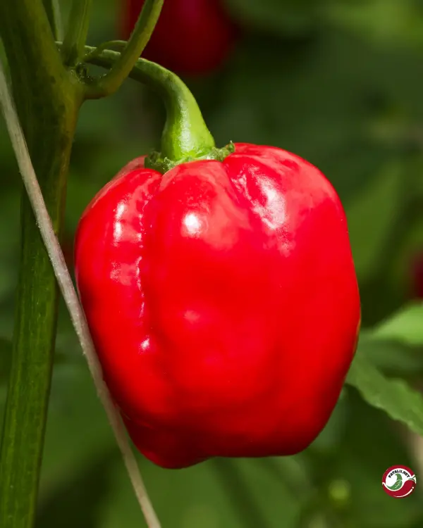Habanero Mauro Sauro – a single ripe red pod on the plant