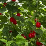 Habanero Mauro Sauro plant loaded with green and red pods