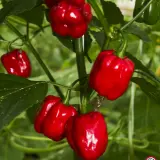 Habanero Mauro Sauro plant with ripe red pods