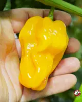 Habanero Tabaquite