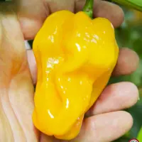 Habanero Tabaquite