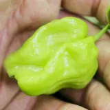 Habanero Tabaquite