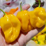 Habanero Tabaquite