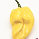 Habanero Tabaquite