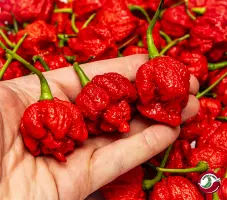 Ripe red Hurt Berry chili pods in hand