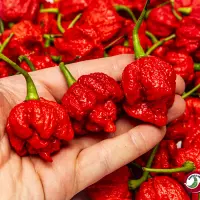 Ripe red Hurt Berry chili pods in hand