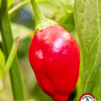 Ripe red Inca Berry chili pod on the plant