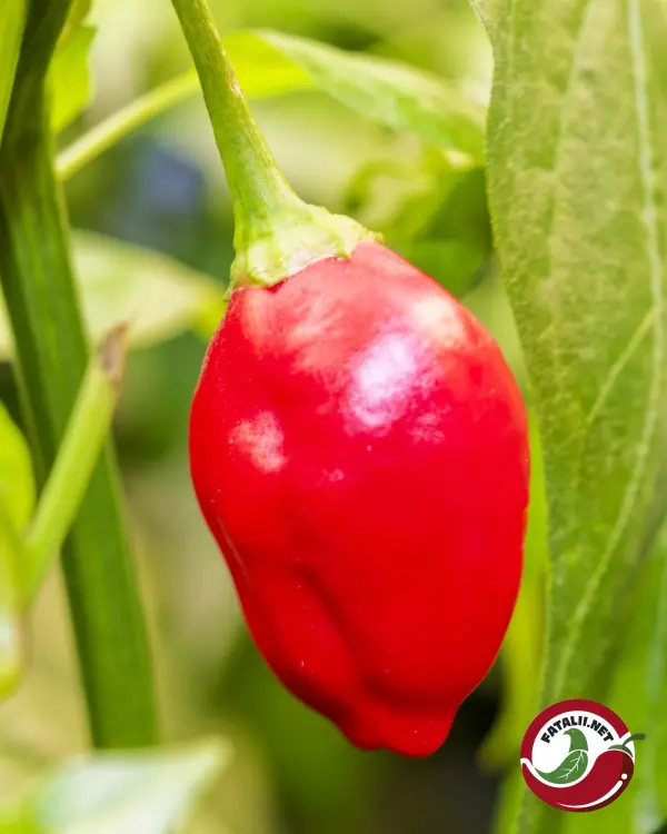 Ripe red Inca Berry chili pod on the plant