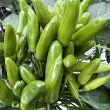Unripe green Indian Chili Bullet pods in an upright cluster