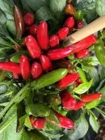 Indian Chili Bullet plant with clusters of upright red and green pods