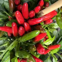 Indian Chili Bullet plant with clusters of upright red and green pods