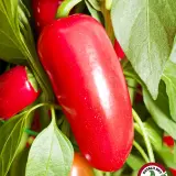Jalapeno Black Magic: ripe red pod on the plant