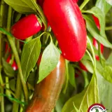 Jalapeno Black Magic: red and ripening pods on the plant