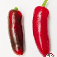 Jalapeno Emerald Fire chili: a dark ripening pod and a ripe red pod on white background