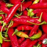 Jalapeno Emerald Fire chili: pile of harvested pods in red, green and orange