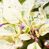 Jalapeno Tiger chili: variegated foliage with purple flowers