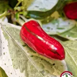 Jalapeno Tiger chili: ripe red pod with faint stripes