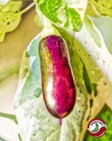 Jalapeno Tiger chili: purple striped pod among variegated leaves